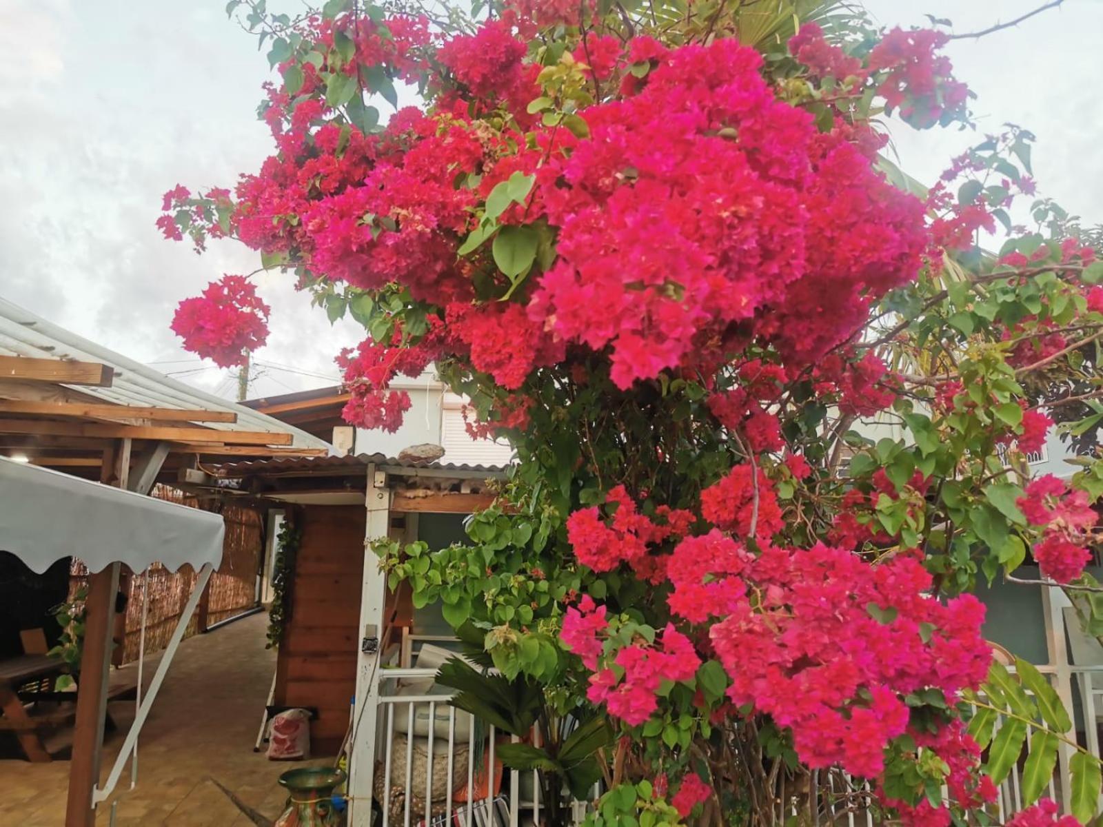Gourbeyre Les Gites Du Sud - O Naturel מראה חיצוני תמונה